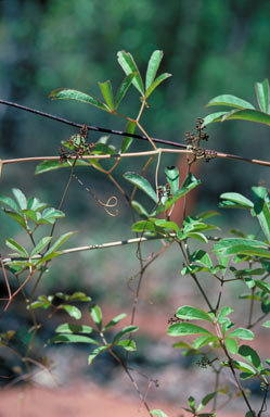 APII jpeg image of Ampelocissus acetosa  © contact APII