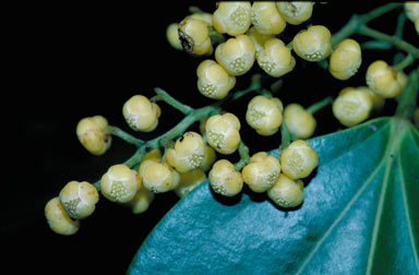 APII jpeg image of Hypserpa polyandra  © contact APII