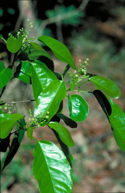 APII jpeg image of Croton mutabilis  © contact APII