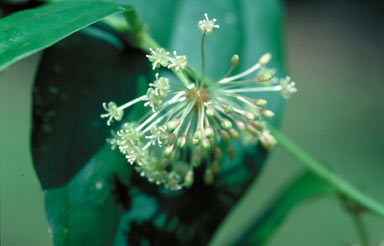 APII jpeg image of Smilax aculeatissima  © contact APII