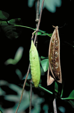 APII jpeg image of Neosepicaea jucunda  © contact APII