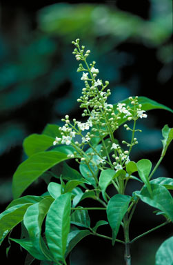 APII jpeg image of Vitex queenslandica  © contact APII