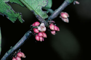 APII jpeg image of Diospyros pluviatilis  © contact APII