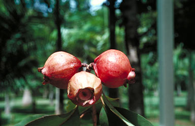 APII jpeg image of Syzygium suborbiculare  © contact APII