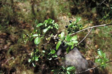 APII jpeg image of Jasminum didymum subsp. racemosum  © contact APII