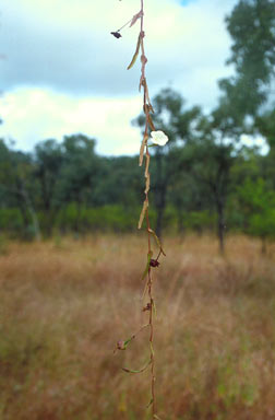 APII jpeg image of Xenostegia tridentata  © contact APII