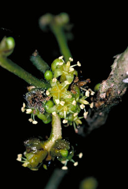 APII jpeg image of Cleistanthus myrianthus  © contact APII