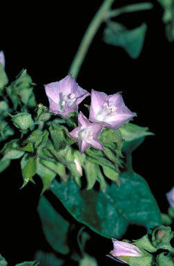 APII jpeg image of Jacquemontia paniculata  © contact APII