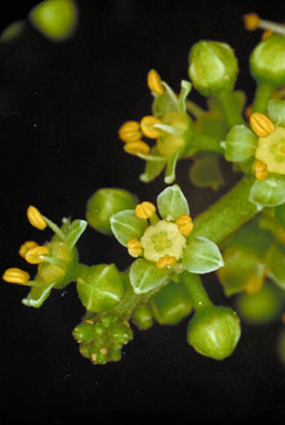 APII jpeg image of Melicope xanthoxyloides  © contact APII