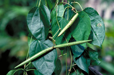 APII jpeg image of Heterostemma acuminatum  © contact APII