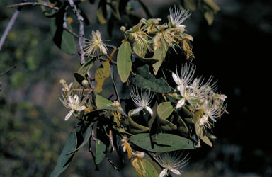 APII jpeg image of Capparis lasiantha  © contact APII