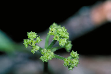 APII jpeg image of Stephania japonica var. timoriensis  © contact APII