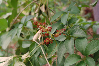 APII jpeg image of Ampelocissus gardineri  © contact APII