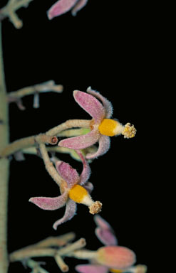 APII jpeg image of Franciscodendron laurifolium  © contact APII