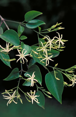 APII jpeg image of Jasminum kajewskii  © contact APII