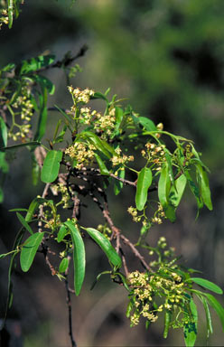 APII jpeg image of Ehretia membranifolia  © contact APII