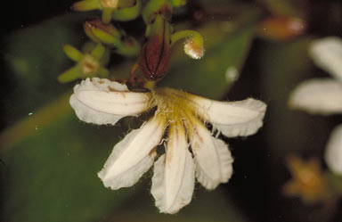 APII jpeg image of Scaevola taccada  © contact APII