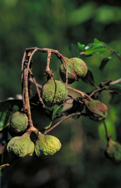 APII jpeg image of Cupaniopsis anacardioides  © contact APII