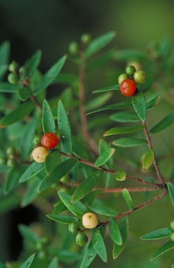 APII jpeg image of Acrothamnus spathaceus  © contact APII