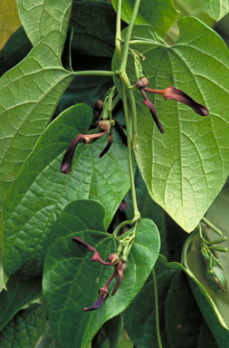 APII jpeg image of Aristolochia acuminata  © contact APII