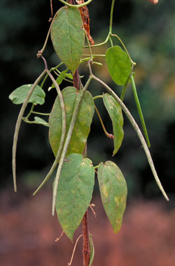 APII jpeg image of Ceropegia cumingiana  © contact APII