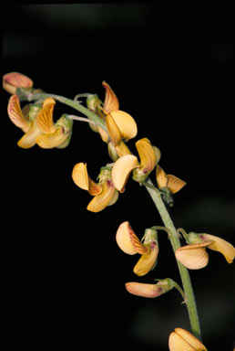 APII jpeg image of Crotalaria lanceolata  © contact APII