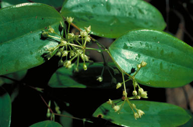 APII jpeg image of Smilax glyciphylla  © contact APII