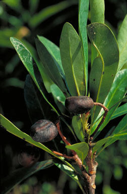 APII jpeg image of Placospermum coriaceum  © contact APII