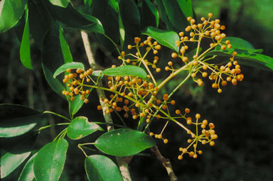 APII jpeg image of Schefflera elliptica  © contact APII