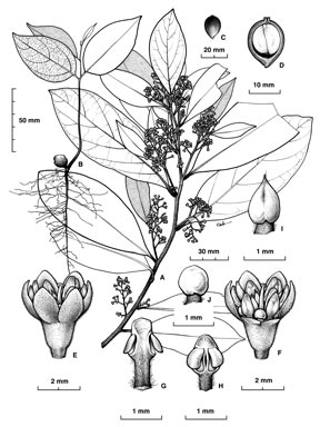 APII jpeg image of Cryptocarya leucophylla  © contact APII