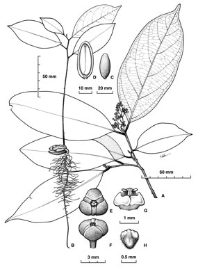 APII jpeg image of Endiandra leptodendron  © contact APII