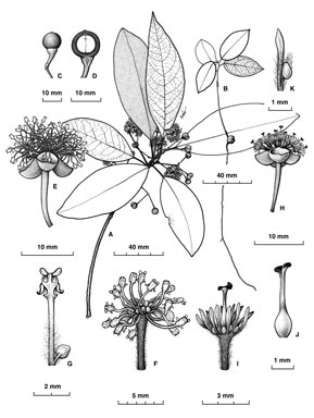 APII jpeg image of Litsea glutinosa  © contact APII