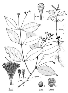 APII jpeg image of Syzygium xerampelinum  © contact APII