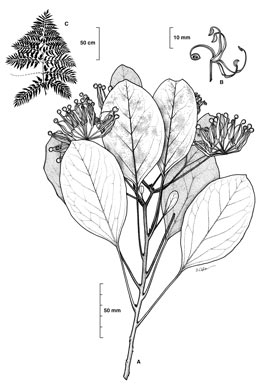 APII jpeg image of Stenocarpus cryptocarpus  © contact APII