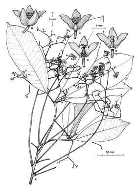 APII jpeg image of Argyrodendron actinophyllum subsp. diversifolium  © contact APII