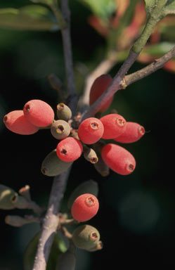 APII jpeg image of Dendrophthoe curvata  © contact APII