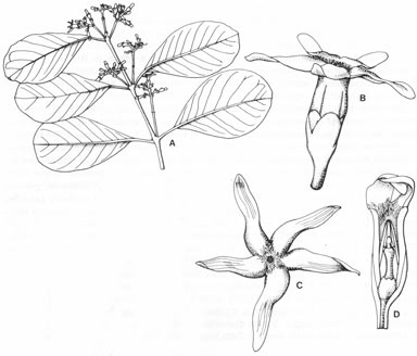 APII jpeg image of Ichnocarpus rhombifolius  © contact APII