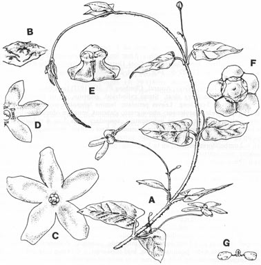 APII jpeg image of Tylophora grandiflora  © contact APII