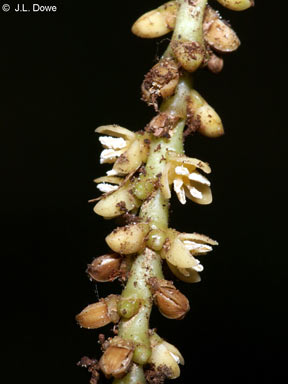 APII jpeg image of Linospadix apetiolatus  © contact APII