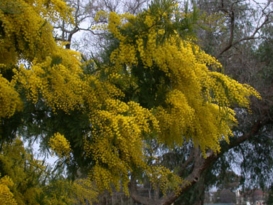 APII jpeg image of Acacia dealbata  © contact APII