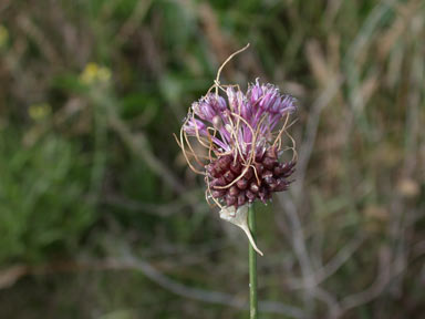 APII jpeg image of Allium vineale  © contact APII