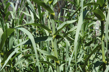 APII jpeg image of Arundo donax  © contact APII