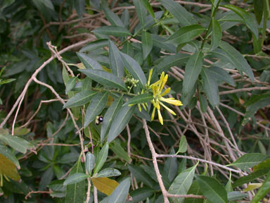 APII jpeg image of Cestrum parqui  © contact APII