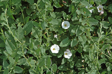 APII jpeg image of Convolvulus arvensis  © contact APII