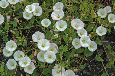 APII jpeg image of Convolvulus arvensis  © contact APII