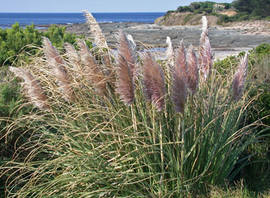 APII jpeg image of Cortaderia sp.  © contact APII