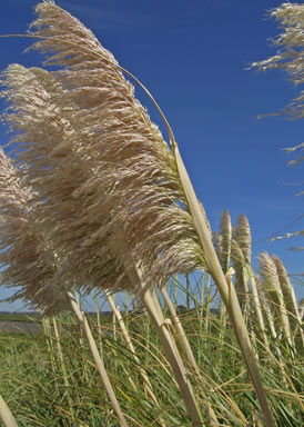 APII jpeg image of Cortaderia sp.  © contact APII