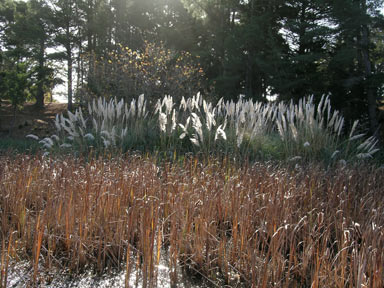 APII jpeg image of Cortaderia sp.  © contact APII