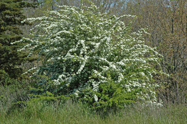 APII jpeg image of Crataegus monogyna  © contact APII