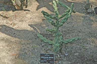 APII jpeg image of Cylindropuntia imbricata  © contact APII